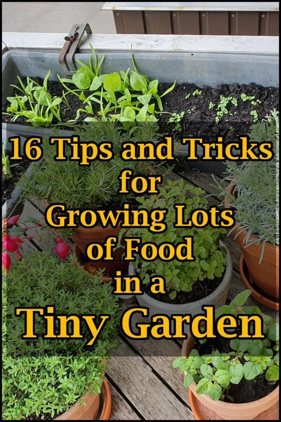 Pinterest Garden - 16 tips and tricks for growing lots of veggies in a small space.